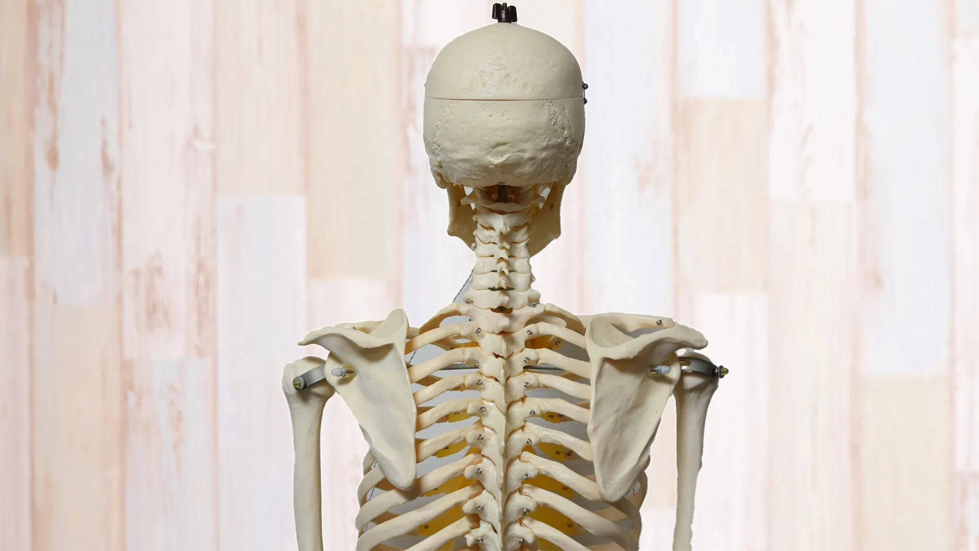 肩甲骨の人体模型